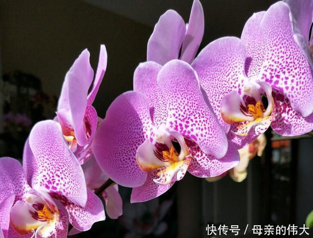 【怕水】蝴蝶兰根系怕水,烂根的蝴蝶兰水培发根快矛盾吗?2个保湿促根法