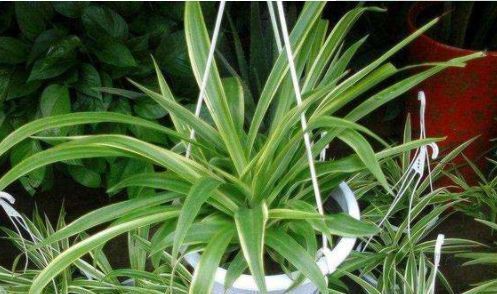  『繁盛』这些花卉被称为“开花机器”，全年开花不断，花开繁盛惹人爱，美