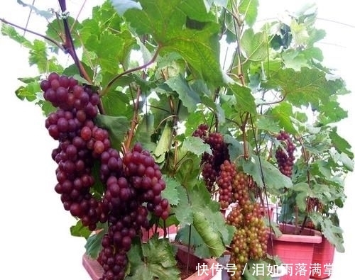  「花叶络石」农村遇到此“瑰宝级”植物，快挖回家摆起来！家人身体越变越棒