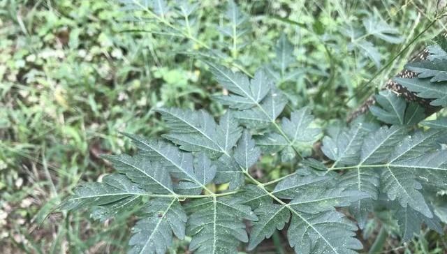  果实|楝树，原本农村很常见的一种乡土树种，为什么现在越来越少