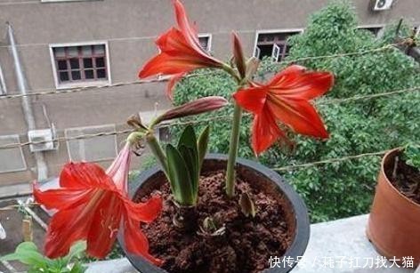  「能力」上班族养花就盆栽红花莲，观赏价值高、养护简单，繁殖能力强