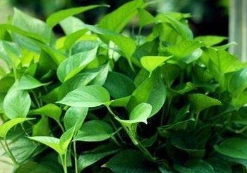  「绿萝」这4种懒人花适合懒人养，勤快人反而养的死光光，管不住手就玩完