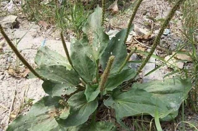  「看起来就」在田野、河边，若是遇到1种“牛耳朵草”，挖回家种植，珍贵！