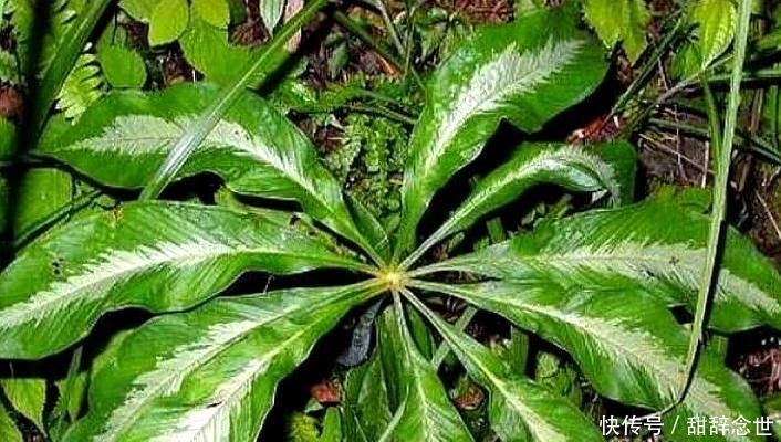  产值：农村一种野草，是农民致富好项目，现在亩产值高达30000元