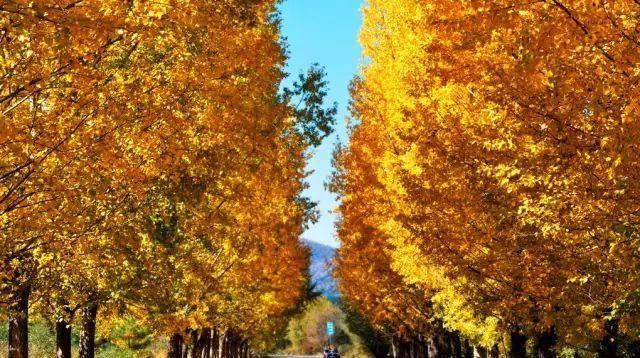 秋日里,山西20处绝美赏秋胜地美的像仙境