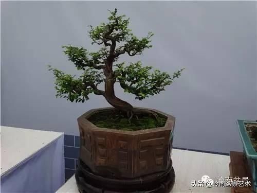  『作品』岭南珍品——山格木盆景