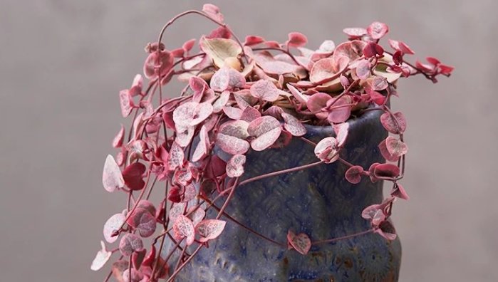  #最合适#这4种植物, 养在卫生间最合适, 家中无“异味”, 再也不用皱眉!