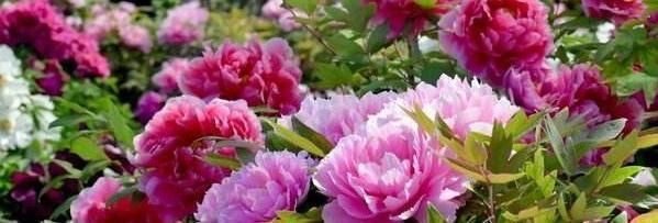  「尿素」尿素适合种哪些花