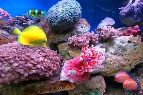 海底令人着迷，这些景观你见过吗？