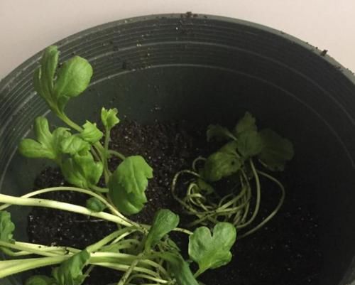  毛茛■花毛茛倒伏？注意这些点，重新直溜溜长！