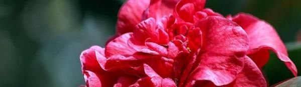 #茶花#茶花叶子发黑掉了是什么原因