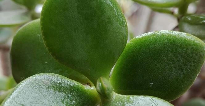  以把：不用花钱买盆栽,几个掉落的叶子就生根发芽,这两个植物真的好养