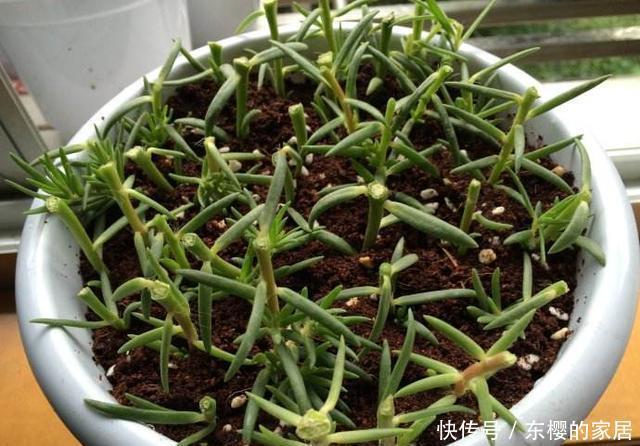 「花朵」太阳花养护技巧贴:开花、繁殖、养护,三大窍门让阳台变成花园