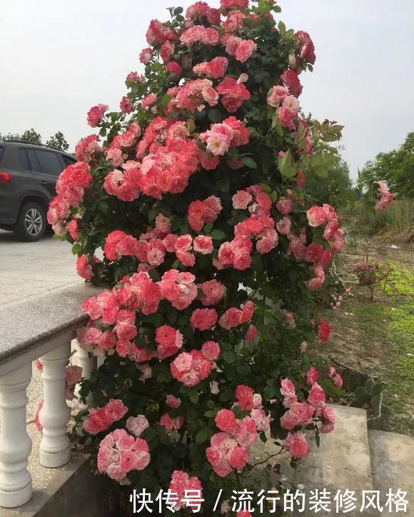 分株@掌握3种方法,花儿1盆变100盆,省了不少买花钱!