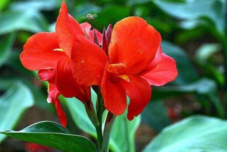 \"i12\": \"金枝玉叶药锦能养活吗\"家中养花,就选3种漂亮的花,花色绚丽花期长,净化空气寓意好