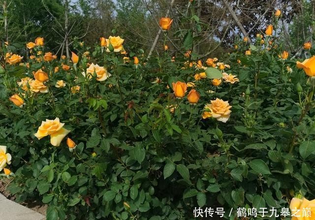  『城市』月季花开 骑行悠哉