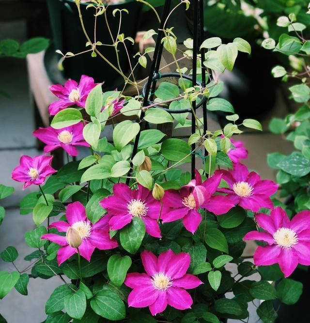  【品种】此款铁线莲花，开花早，花期长，花色美丽，养护容易，很值得拥有