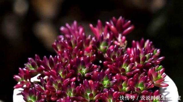 『像太阳花』多肉紫米粒,繁殖最容易,一粒变一群,3个月溢出盆