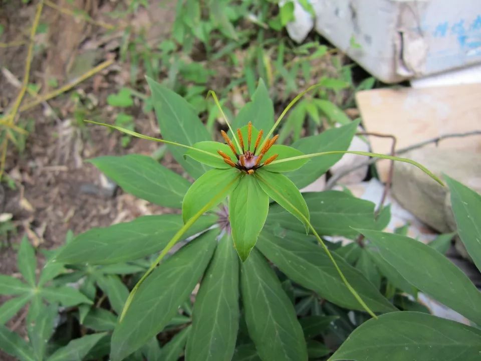 山里这野草，人称“土三七”，蛇见到就怕，价值珍贵300元一斤