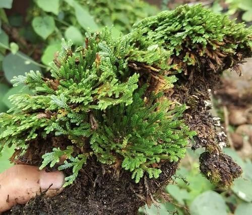  #增值#1种“野草”值钱，喜欢长在山坡上，挖来1棵当“盆栽”，