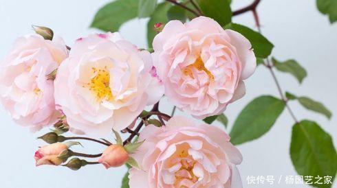 「夫人」“珍稀玫瑰”莱克夫人,粉红鲜嫩,清新脱俗,庭院养花首选