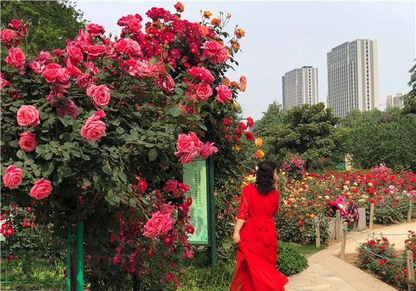  空气中■“五一赏花攻略”丨月季“偶遇”芍药，玫瑰也来“凑热闹”