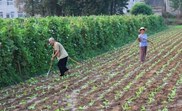  「非洲」非洲猪瘟过后，城市猪肉价格暴涨，为何农村几乎没有影