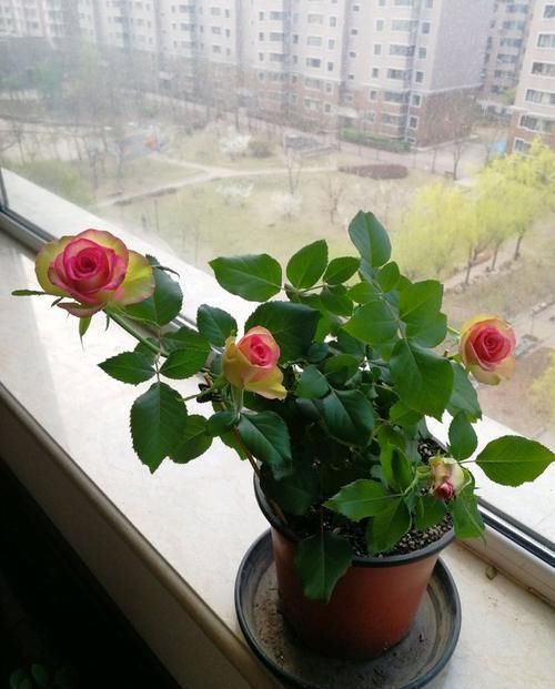  「媲美」居家养这几款花，开花媲美玫瑰，开花勤爱爆盆，满屋子都是花香