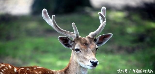  唯一@中国唯一直接以树木命名的城市