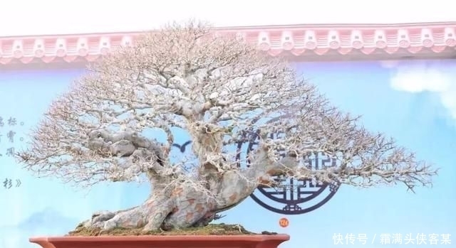  [栽种盆景]玩盆景，已成为当下追求高品质生活的一股潮流