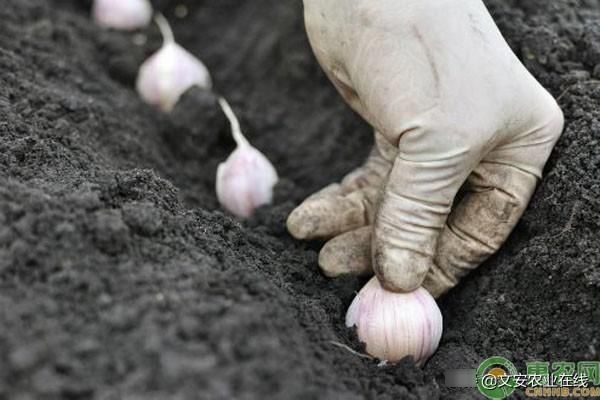  「葡萄」3个农村套种成功致富案例，最后一种亩收入2.5万