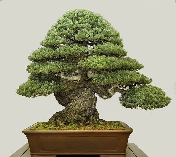 盆景欣赏:不闻世上风波险，但见盆中日月长，老桩盆景述说岁月