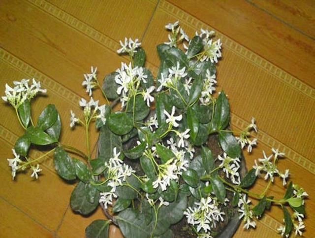  『花儿』阳台露台种上这3种花，漂亮好养，香气扑鼻，开花一团又一团