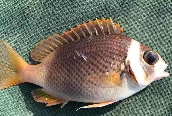  「东山叫红」46种海钓常见的鲷类鱼，最后一种高价的鱼原来也是鲷鱼，才知道