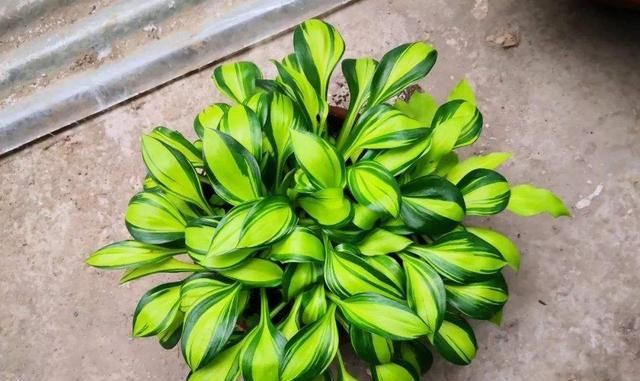  『植物』玉簪花喜阴开花美，稍稍晒太阳有好处，将叶子养得比花还美