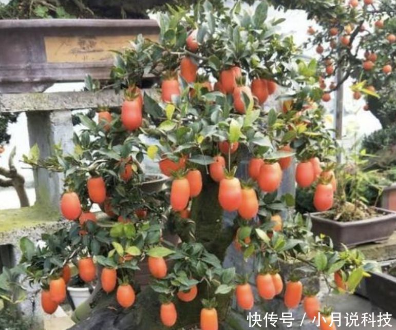 『适合』“3种花”最适合养客厅,镇宅、聚财又养人,大家都抢着买!