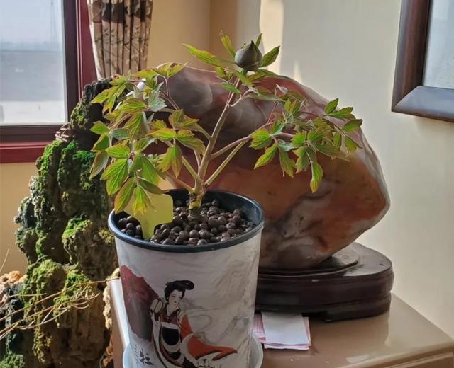 全场■国花牡丹,春天最大气的花,开出第一朵,就惊艳全场!