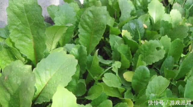萝卜苗:秋天适合种“这1种”小菜,撒下一把种子,一茬茬冒,10天就上桌