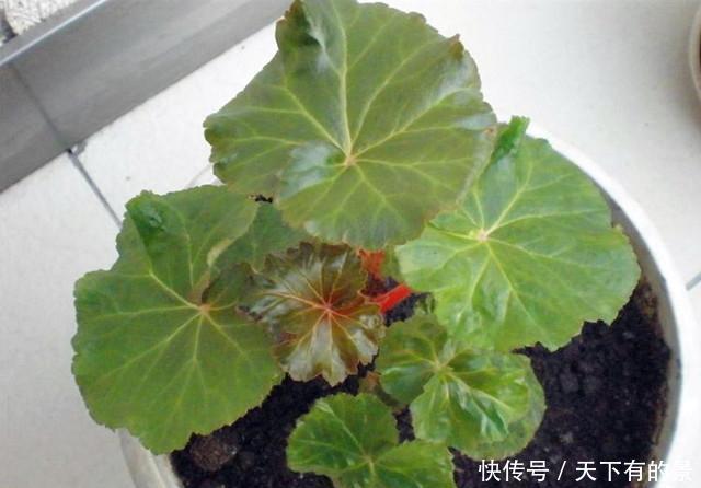  没想到|快要死的丽格海棠，没想到掐了一节枝，就能养开花！