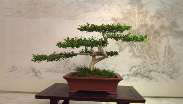  「出名」中国哪的盆景最出名？