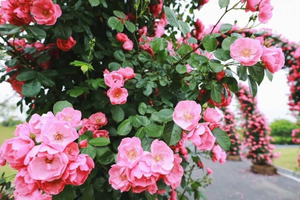  不少：惊艳！月季盛开，松江这条“花路”风景你错过了吗？
