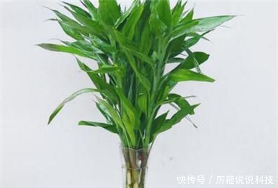 『养殖』水养富贵竹发黄怎么办