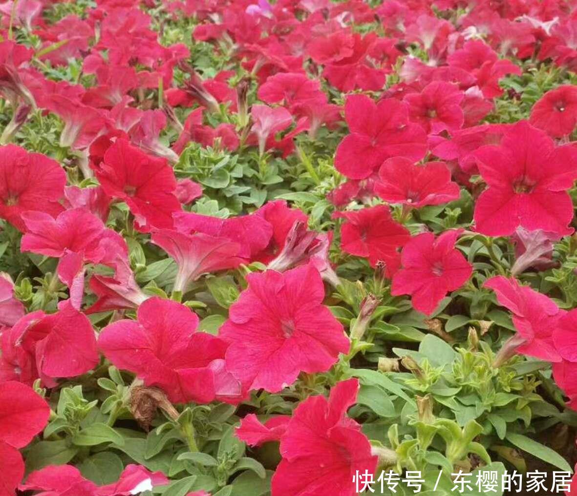  「喜欢」喜欢在家中养护花卉，就选3种花卉，开花量大，花期长，开花爆盆