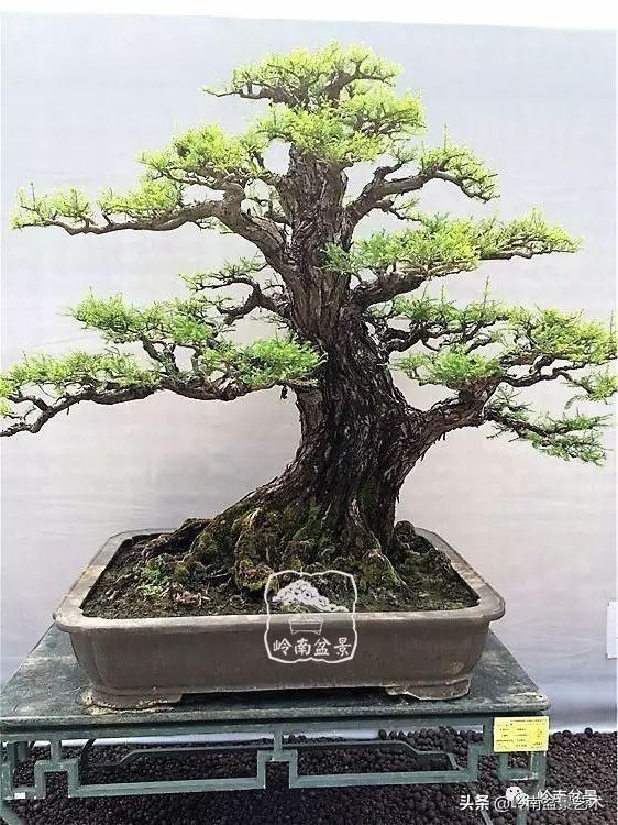  「作品」有年功的盆景，品相好，价值高！