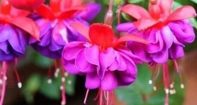  #艳丽#养护花卉掌握方法，花色艳丽，花朵硕大，花量大，开花花期长