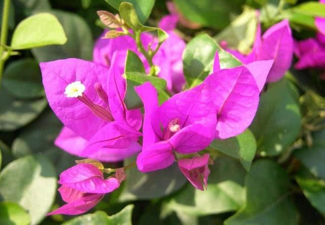 『路边』夏天不怕晒,好打理的4种花,多晒太阳反而爆盆,满盆都是花