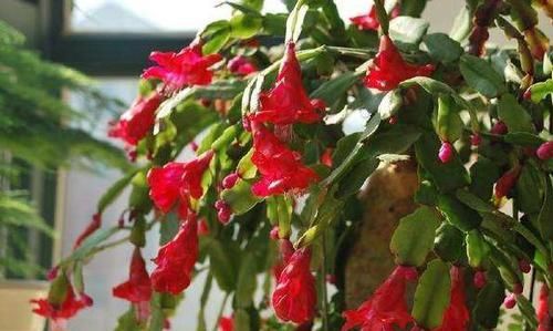  「接一波」做好4点，蟹爪兰一波接一波的开花，照样迎来繁花似锦的'春天'