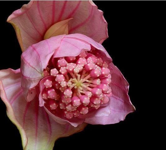  『如意』盆栽一株宝莲灯，吉祥又如意，粉嫩花朵荷花般雍容华贵，花中极品