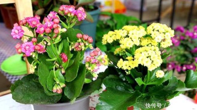  [花园]如何让阳台变成花园？栽种上这2种花卉，花期长、管理省心