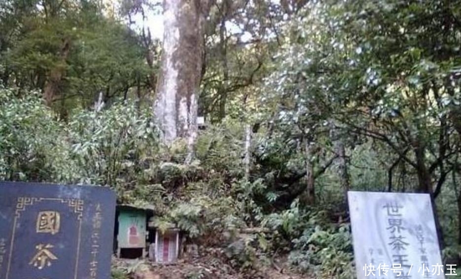  【看守】中国3棵“宝贝”树, 投保上亿还有警卫看守, 有1棵已将